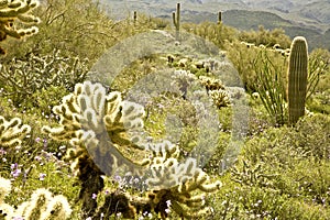 Desert Cactus and Wildflowers