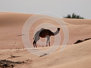 Camel the ships of the desert