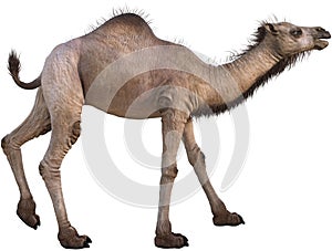 Desert Camel Animal Illustration Isolated