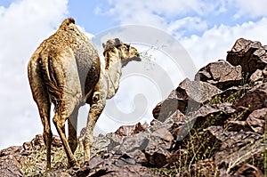 Desert and camel