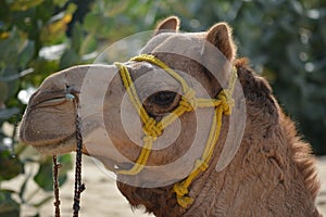 Desert Camel