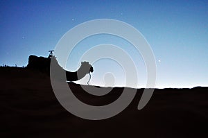 Desert Camel Silhouette photo