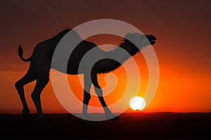 Desert Camel Sunrise Sunset Background