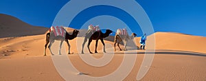 Desert Camel Train