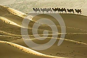 Desert and camels photo