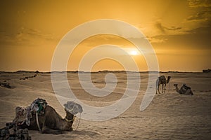 Desert of camels