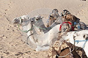 Desert camels