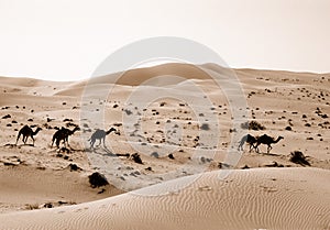 Desert camels in sand dunes