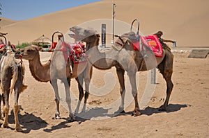 Desert camels standing