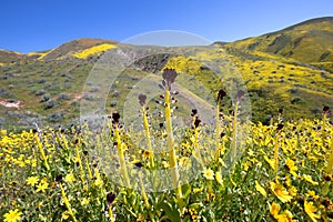 Desert Candle Flower