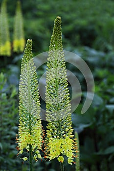 Desert Candle Flower Plant