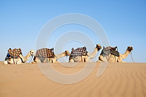 Desert caravan. Shot of a caravan of camels in the desert.