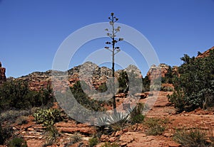 Desert Century Plant