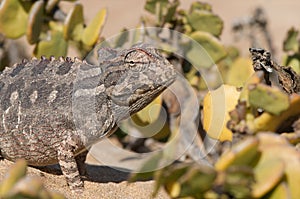 Desert chameleon