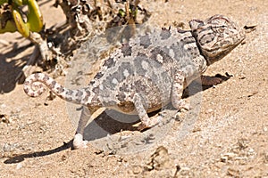 Desert chameleon photo