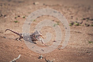 Desert chameleon having a mealworm snack