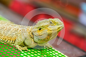 Desert Chameleon on the Park