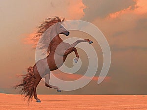 Desert Chestnut Stallion