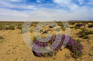 Desert of china with flower