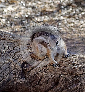 Desert Chipmunk on Wooden Log