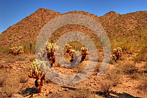 Desert Cholla