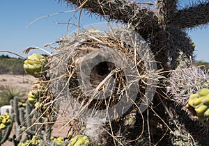 Desert Cholla Cactus, bird nest in New Mexico.