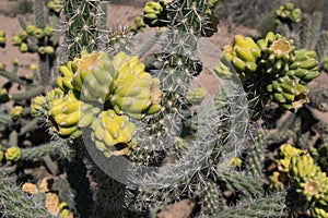 Desert Cholla cactus fruit cluster of four.