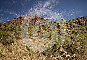 Desert Cliffs and Plants