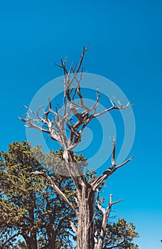 Dried tree in the Grand Canyon National Park. Desert climate and vegetation of Arizona