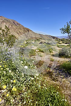 The desert comes alive with flowers and new growth