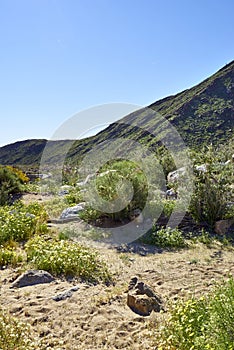 The desert comes alive with flowers and new growth