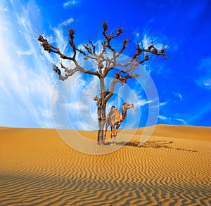 Desert lonely tree and camel