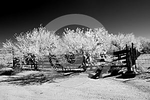 Desert Corral Infrared