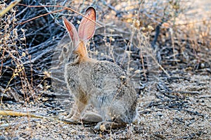 Desert Cottontail Rabbit