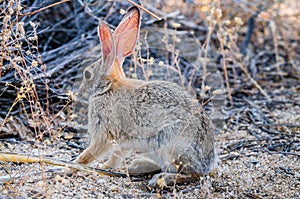 Desert Cottontail Rabbit