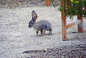 Desert Cottontail Rabbit