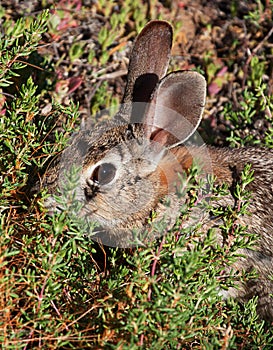 Desert cottontail rabbit in brush