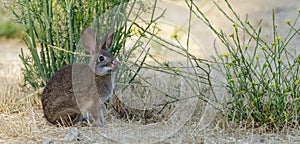 Desert Cottontail Rabbit eating fennel