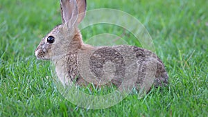 Desert Cottontail Rabbit Eats Grass Then Runs Away