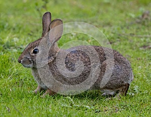 Desert Cottontail Rabbit in grassy field.