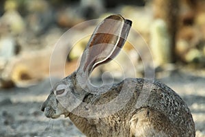 Desert Cottontail Rabbit in Joshua Tree National Park,
