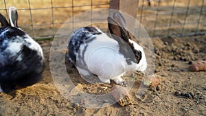 Desert Cottontail Rabbit morning time enjoying sunlight and eating something in the iron fence. Sylvilagus audubonii cute rabbit