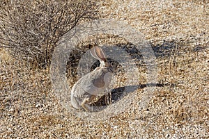 Desert Cottontail Rabbit Poised To Run