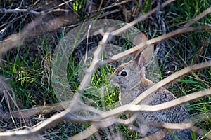 Desert Cottontail rabbit sitting in a patch of green grass. Framed by tree branches