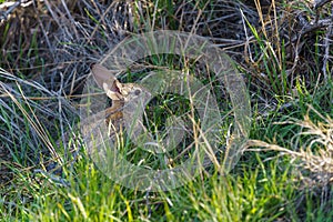 Desert Cottontail rabbit sitting still in a patch of green grass