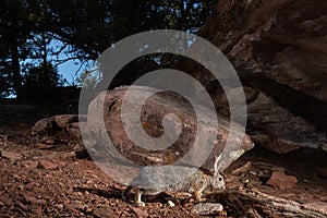 A desert cottontail rabbit sniffs at a tree root in the American southwest