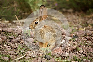 Desert Cottontail Rabbit Sylvilagus audubonii