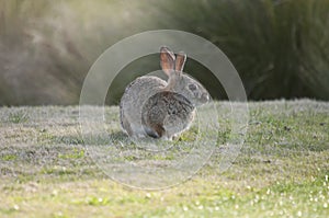 Desert Cottontail Rabbit Sylvilagus audubonii in the Meadow