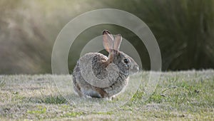 Desert Cottontail Rabbit Sylvilagus audubonii in the Meadow