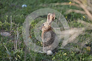 Desert Cottontail Rabbit Sylvilagus audubonii in the Meadow